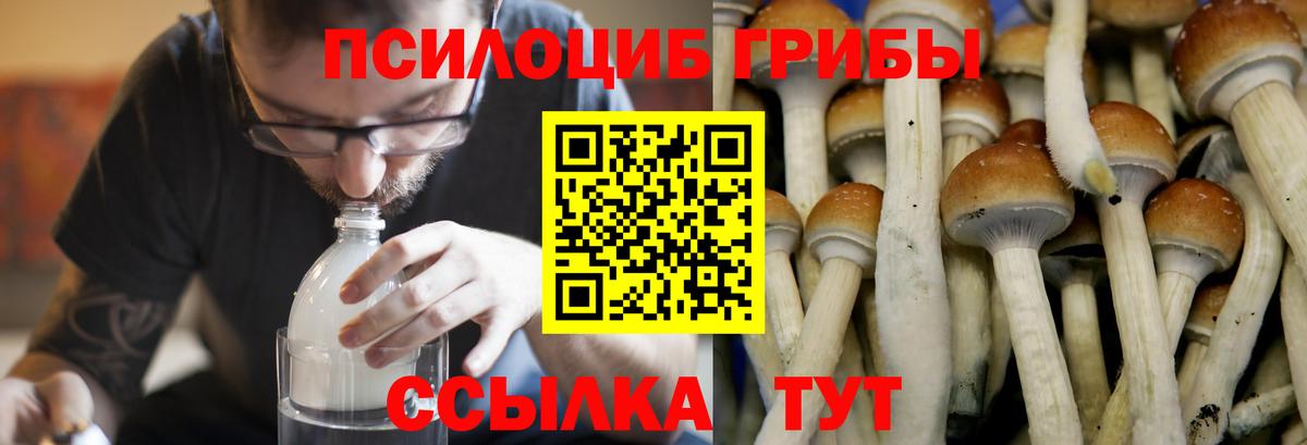 Электросталь  Галлюциногенные грибы Psilocybe  Вход с VPN 